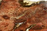 Colorful, Polished Petrified Wood Slab - Cherry Creek, NV #365982-1